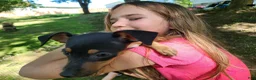 Miniature Pinscher dogs for sale: Marco - Ad 3