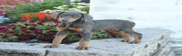 Mixed Breed dogs for sale: Fancy - Ad 3