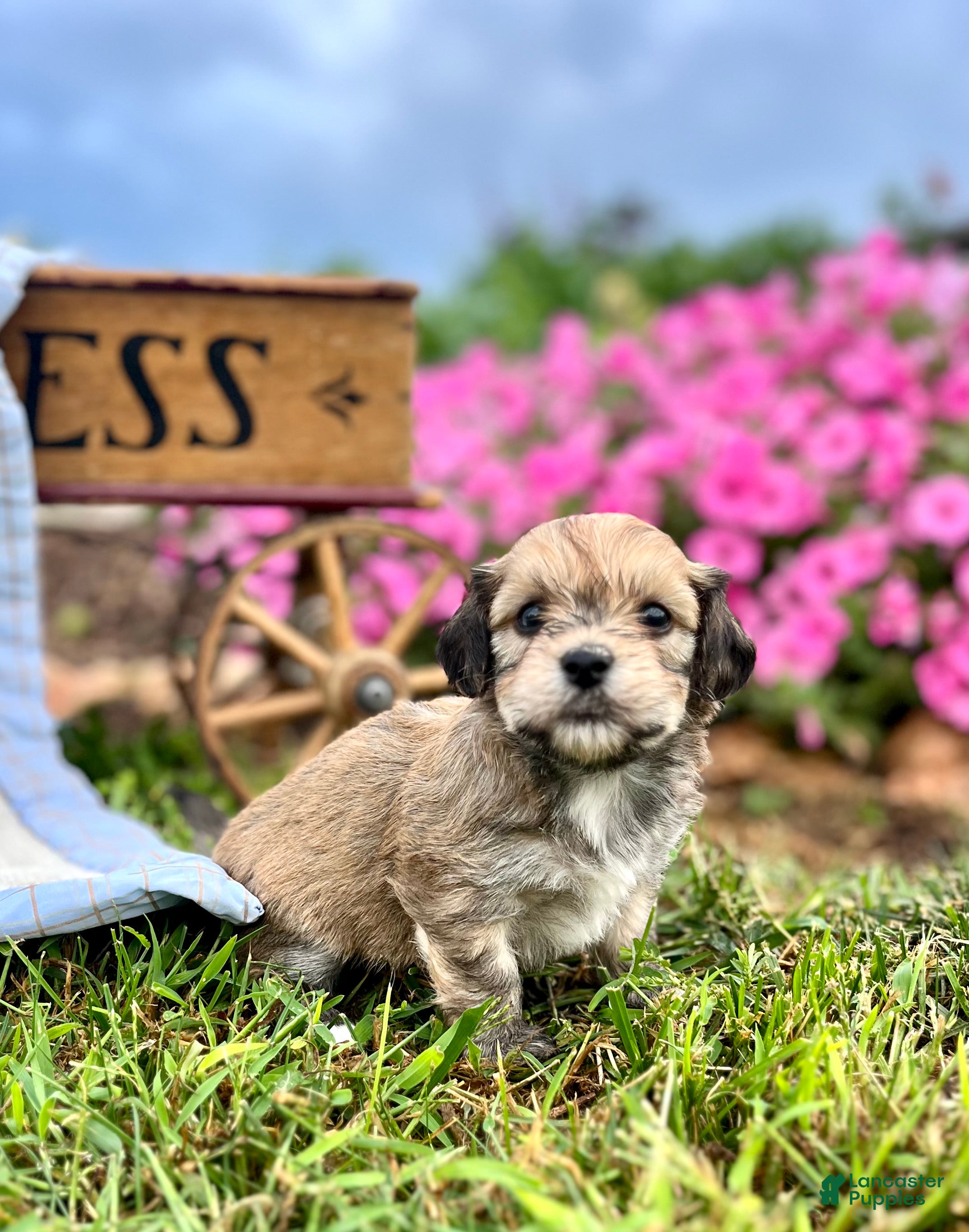 Havanese