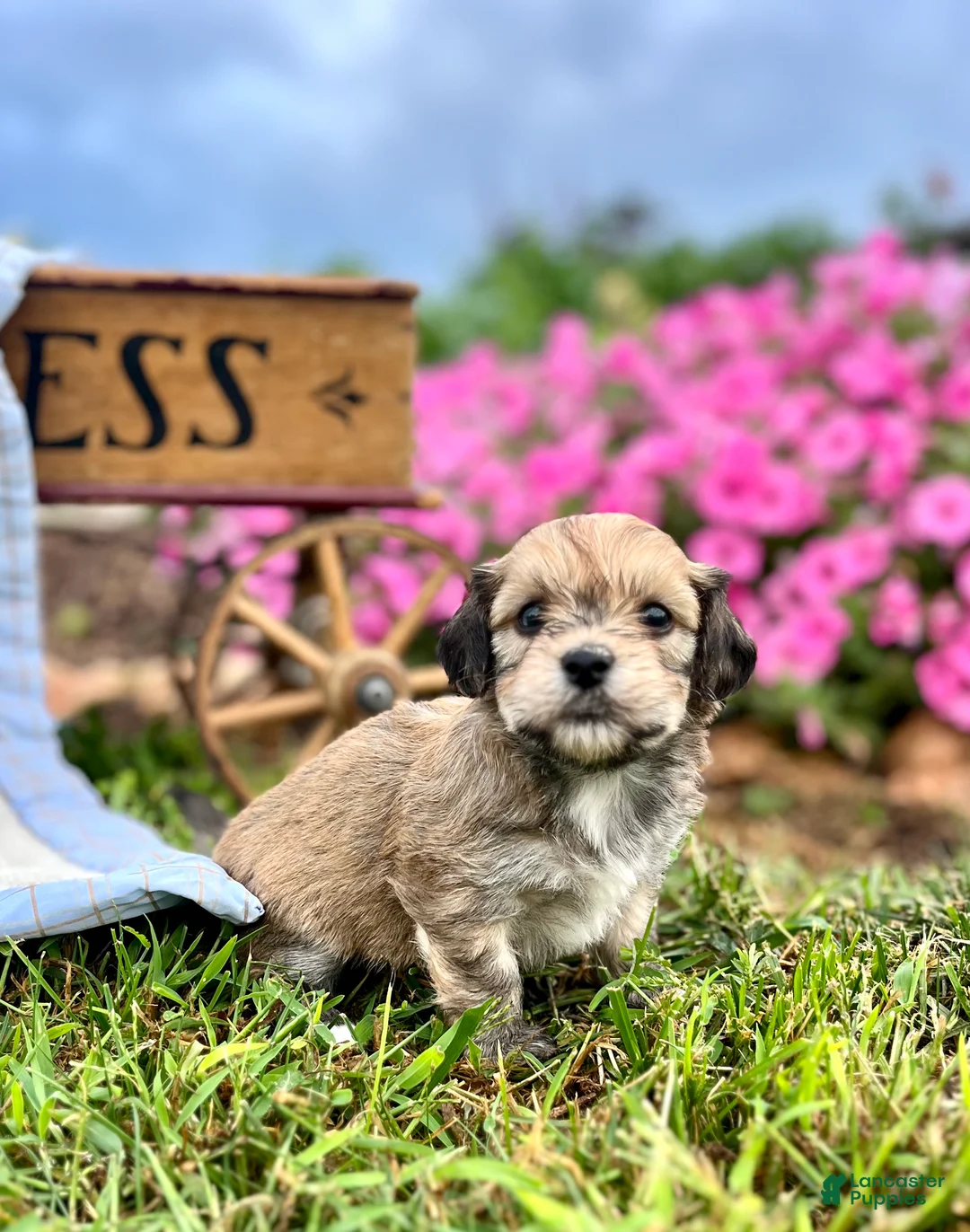 Havanese dogs for sale: Diamond❤️AKC Call today - Ad 1