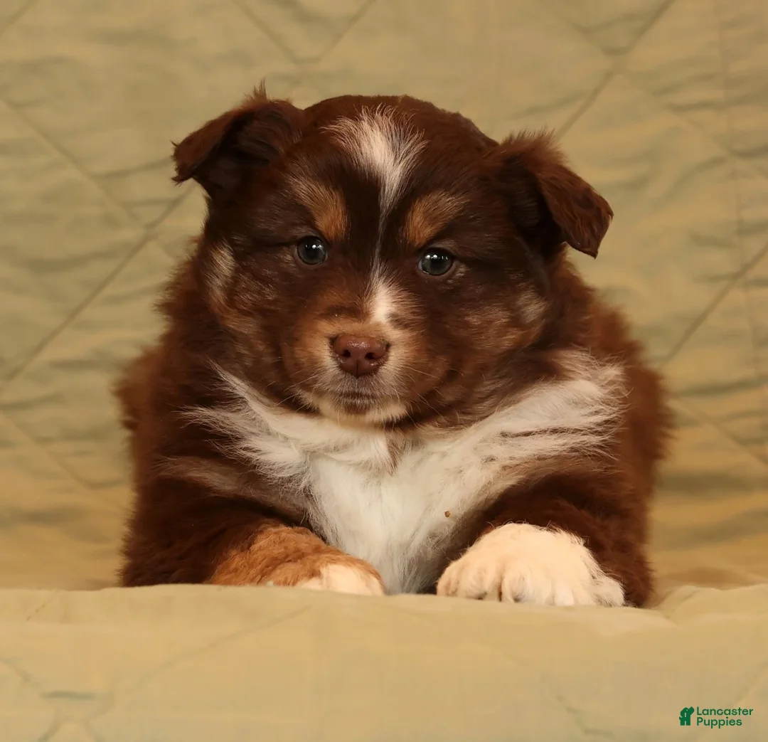 Miniature Australian Shepherd dogs for sale: Cooper - Ad 4