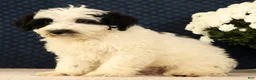 Miniature Poodle dogs for sale: Nelly - Ad 7