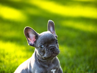 French Bulldog dogs - Ad 36