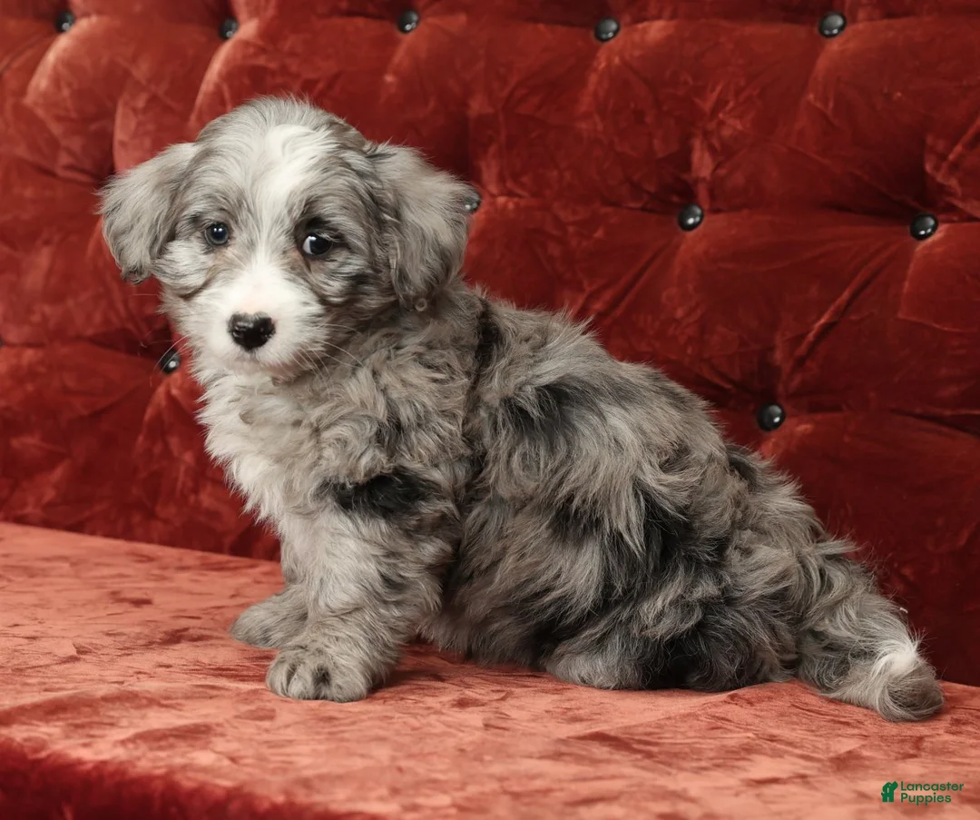 Mini Bernedoodle dogs for sale: Totsi - Ad 7