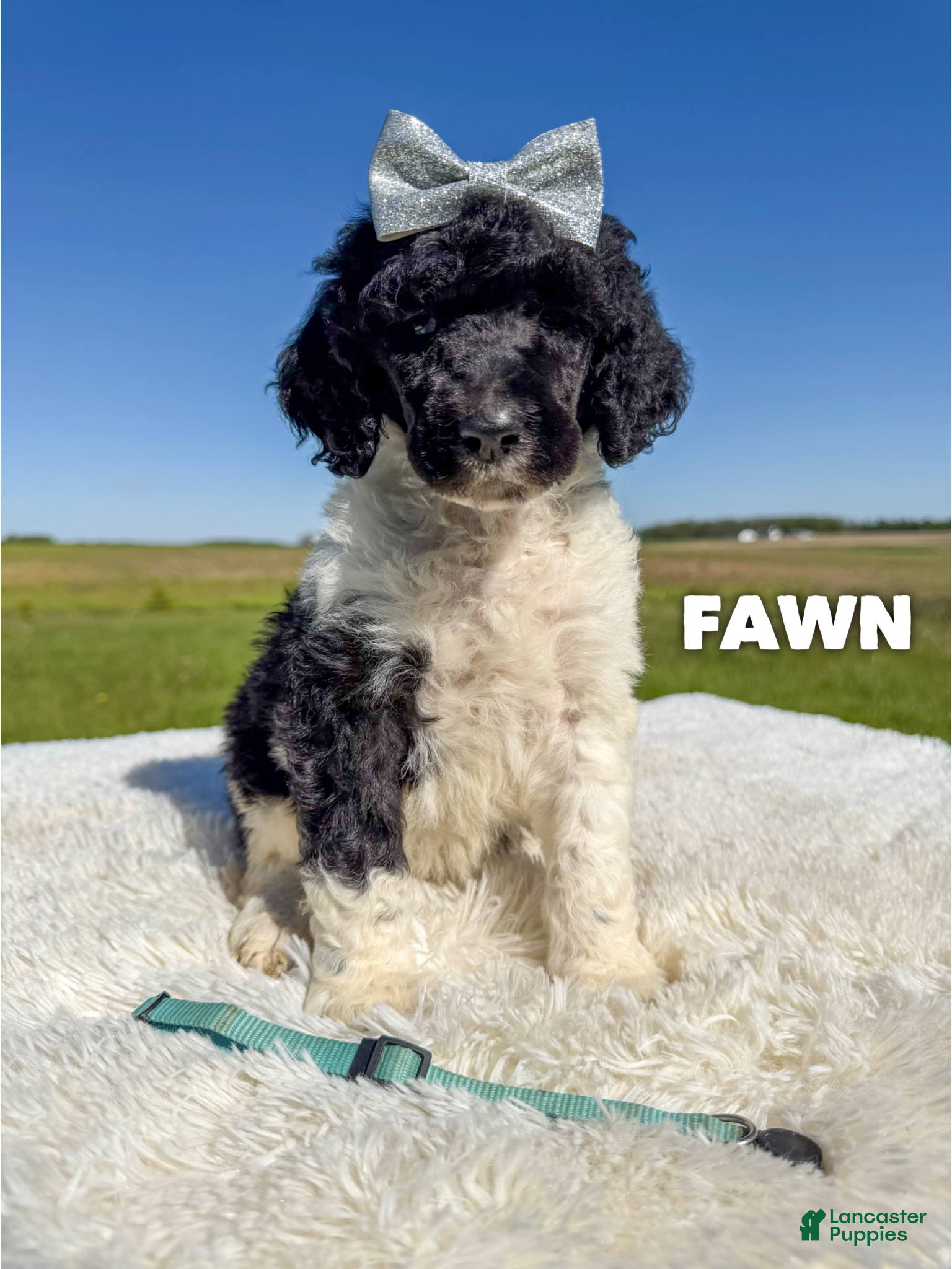 Standard Poodle dogs Fawn - AKC - Ad 13
