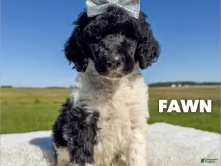 Standard Poodle dogs Fawn - AKC - Ad 13