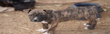 Bandogge Brindle M