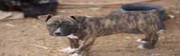 Mixed Breed dogs for sale: Bandogge Brindle M - Ad 1