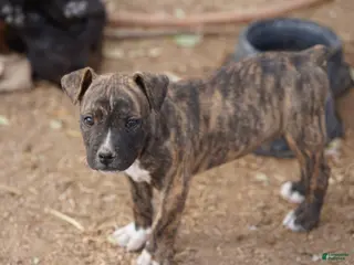 Mixed Breed dogs Bandogge Brindle M - Ad 21