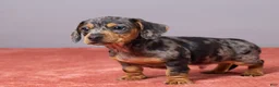 Miniature Dachshund dogs for sale: Ryan - Ad 2