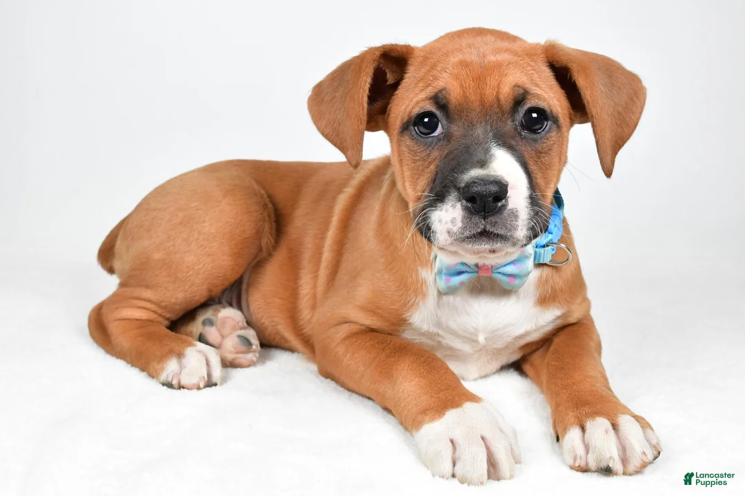 Boxer dogs for sale: Rick Boxer mix - Ad 1