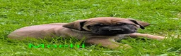 English Mastiff dogs for sale: English Mastiff Puppy 2 - Ad 3