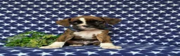 Boxer dogs for sale: Tyrone - Ad 4