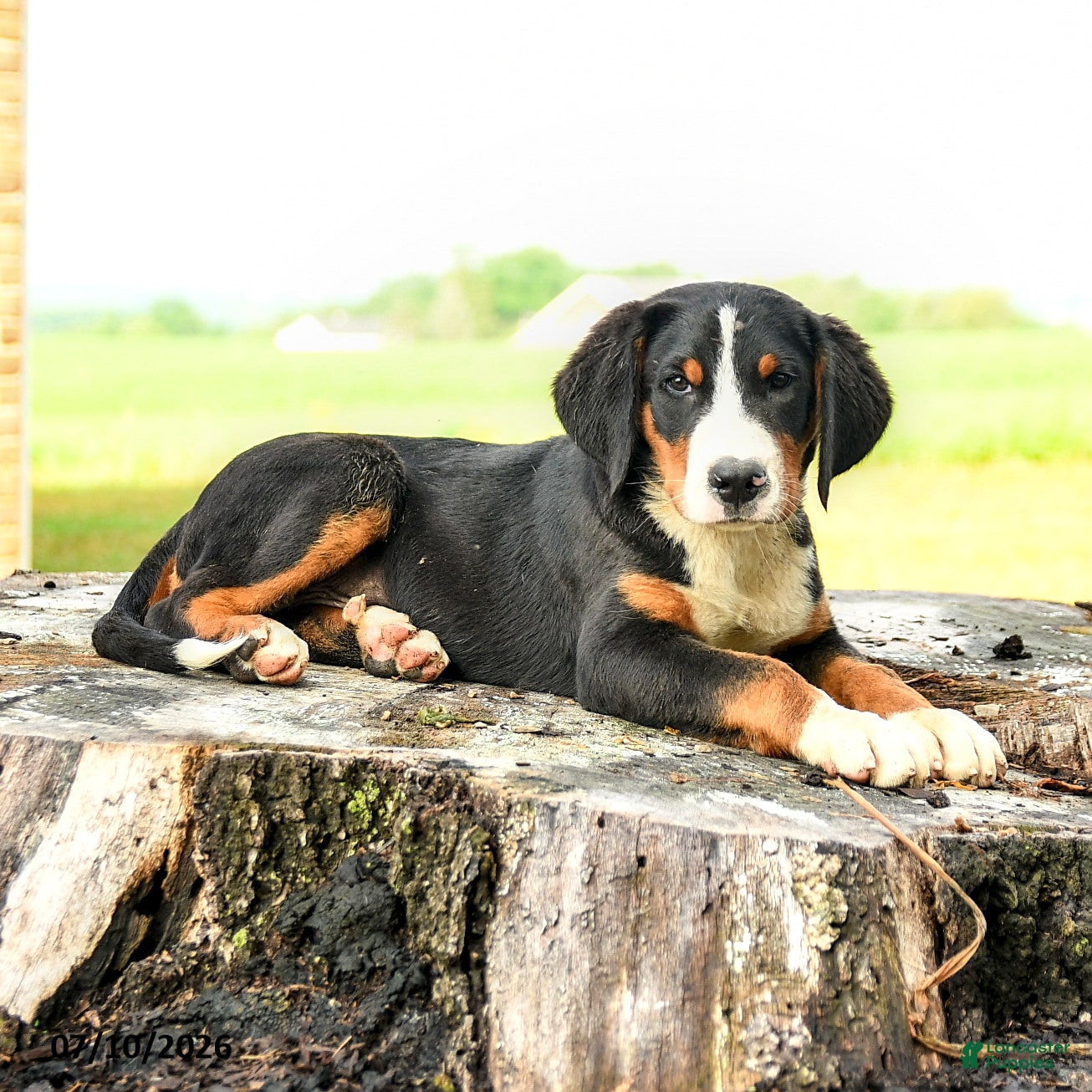 Greater Swiss Mountain Dog dogs Hartman - Ad 2