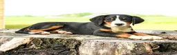 Greater Swiss Mountain Dog dogs for sale: Hartman - Ad 2