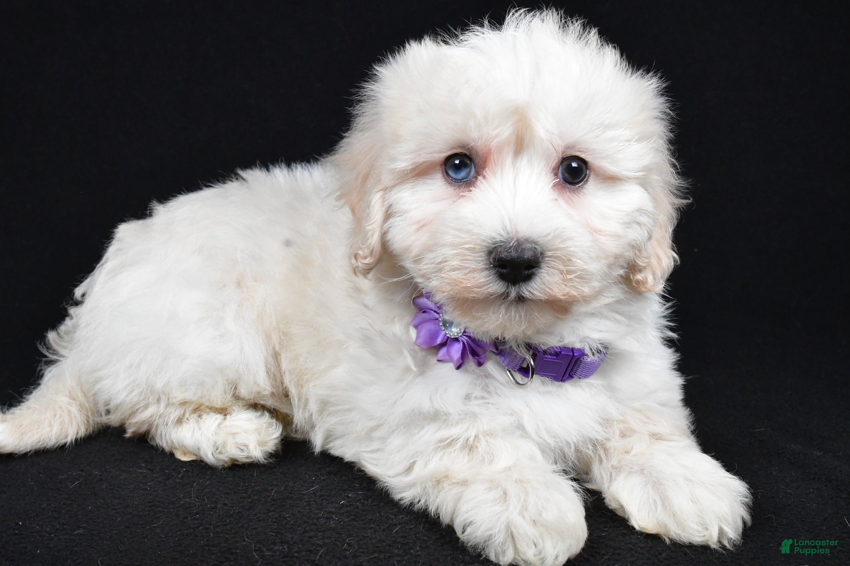 Maltipoo dogs Hannah - Ad 2