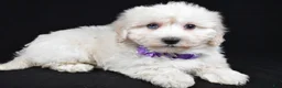 Maltipoo dogs for sale: Hannah - Ad 2