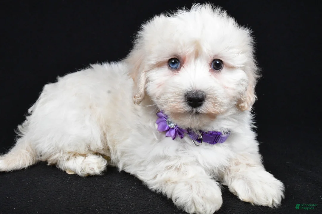Maltipoo dogs for sale: Hannah - Ad 2