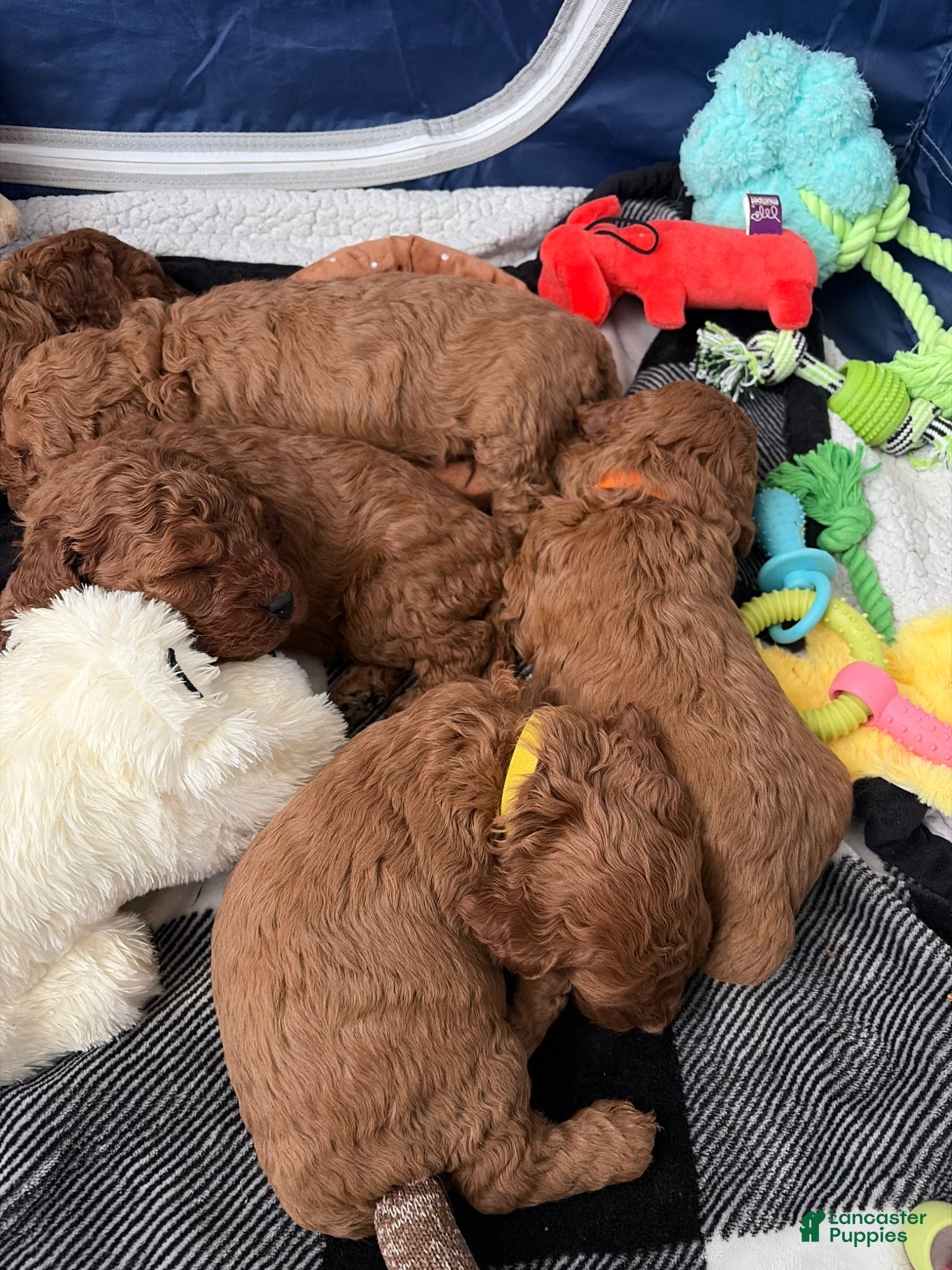 Mini Goldendoodle dogs Mini Goldendoodle Puppy 3 - Ad 37