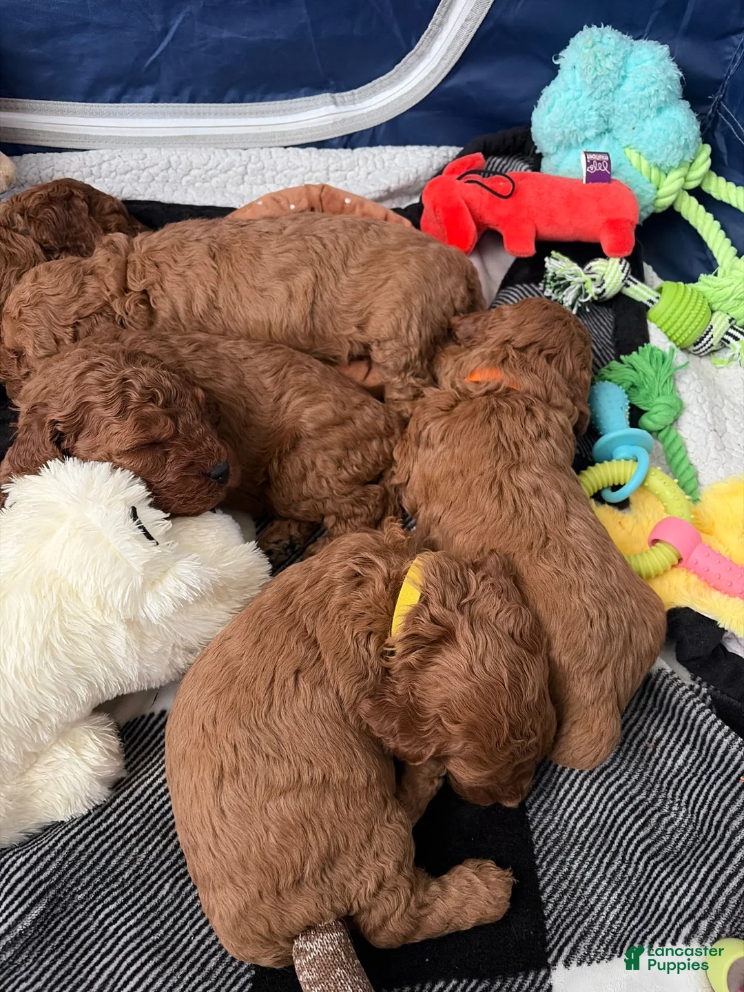 Mini Goldendoodle dogs for sale: Mini Goldendoodle Puppy 3 - Ad 1