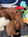 Mini Goldendoodle Puppy 3