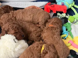 Mini Goldendoodle dogs Mini Goldendoodle Puppy 3 - Ad 37