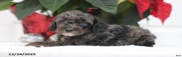 Cavapoo dogs for sale: Ajax - Ad 3