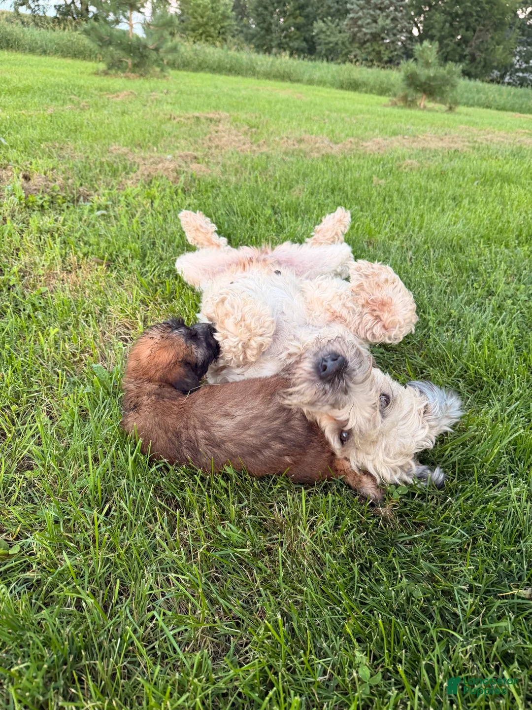 Soft Coated Wheaten Terrier dogs for sale: Soft Coated Wheaten Terrier 3 - Ad 2
