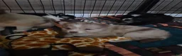 Pomsky dogs for sale: Kane - Ad 8