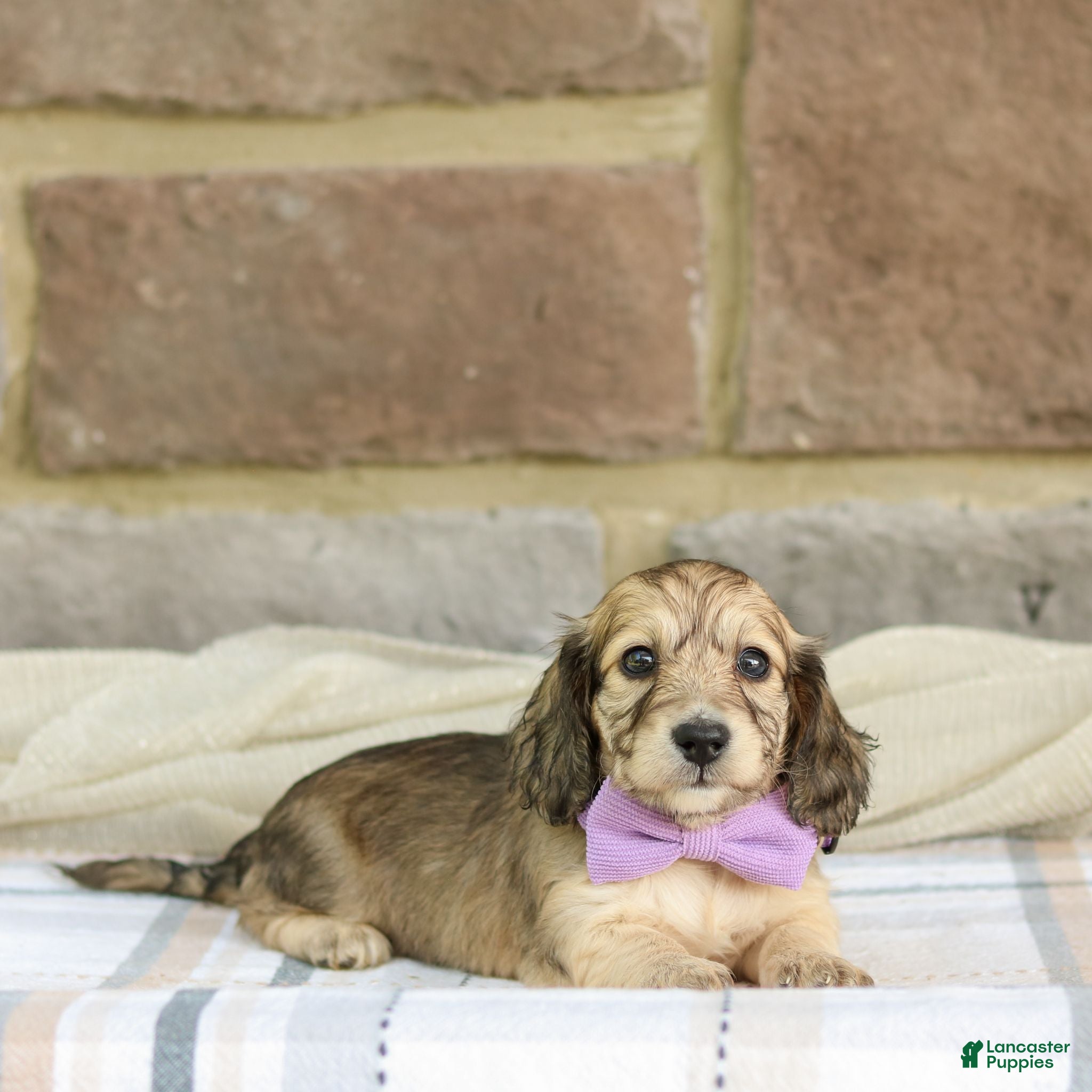 Miniature Dachshund dogs for sale: Paisley - Ad 4