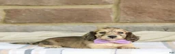 Miniature Dachshund dogs for sale: Paisley - Ad 1