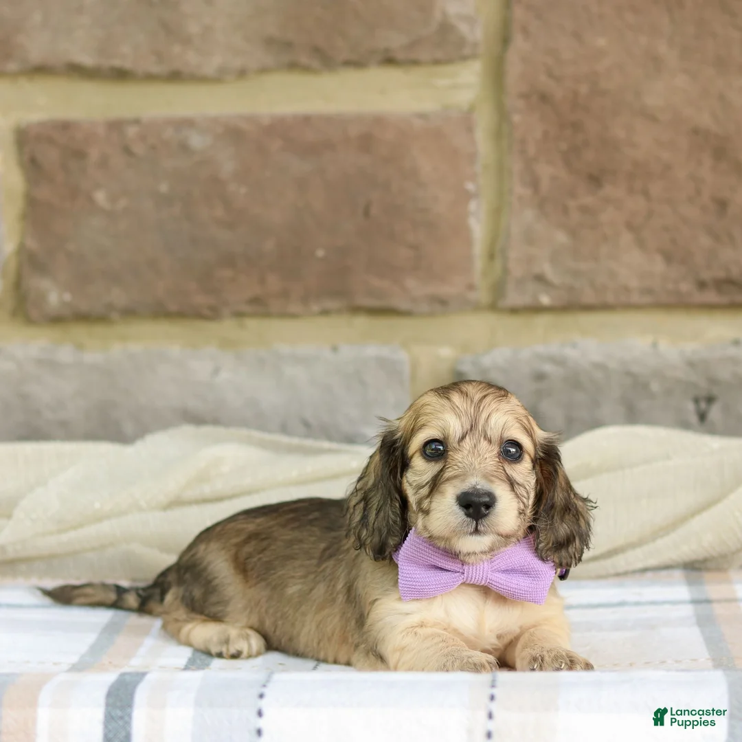 Miniature Dachshund dogs for sale: Paisley - Ad 1