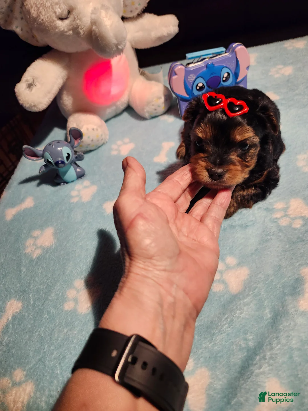 Yorkshire Terrier dogs for sale: Yorkshire Terrier Puppy 1 - Ad 7