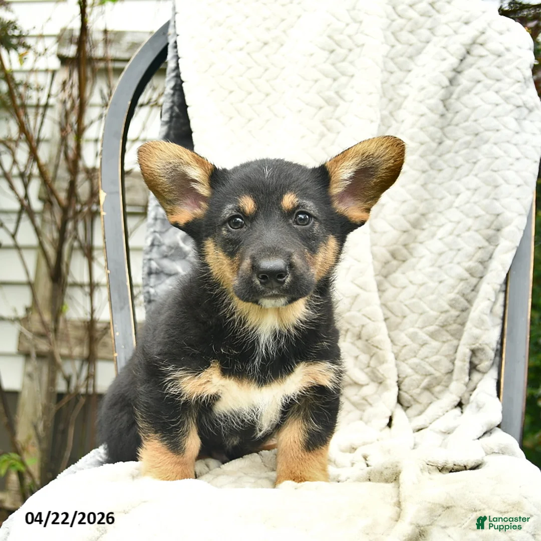 Mixed Breed dogs for sale: Pixel  - Ad 1