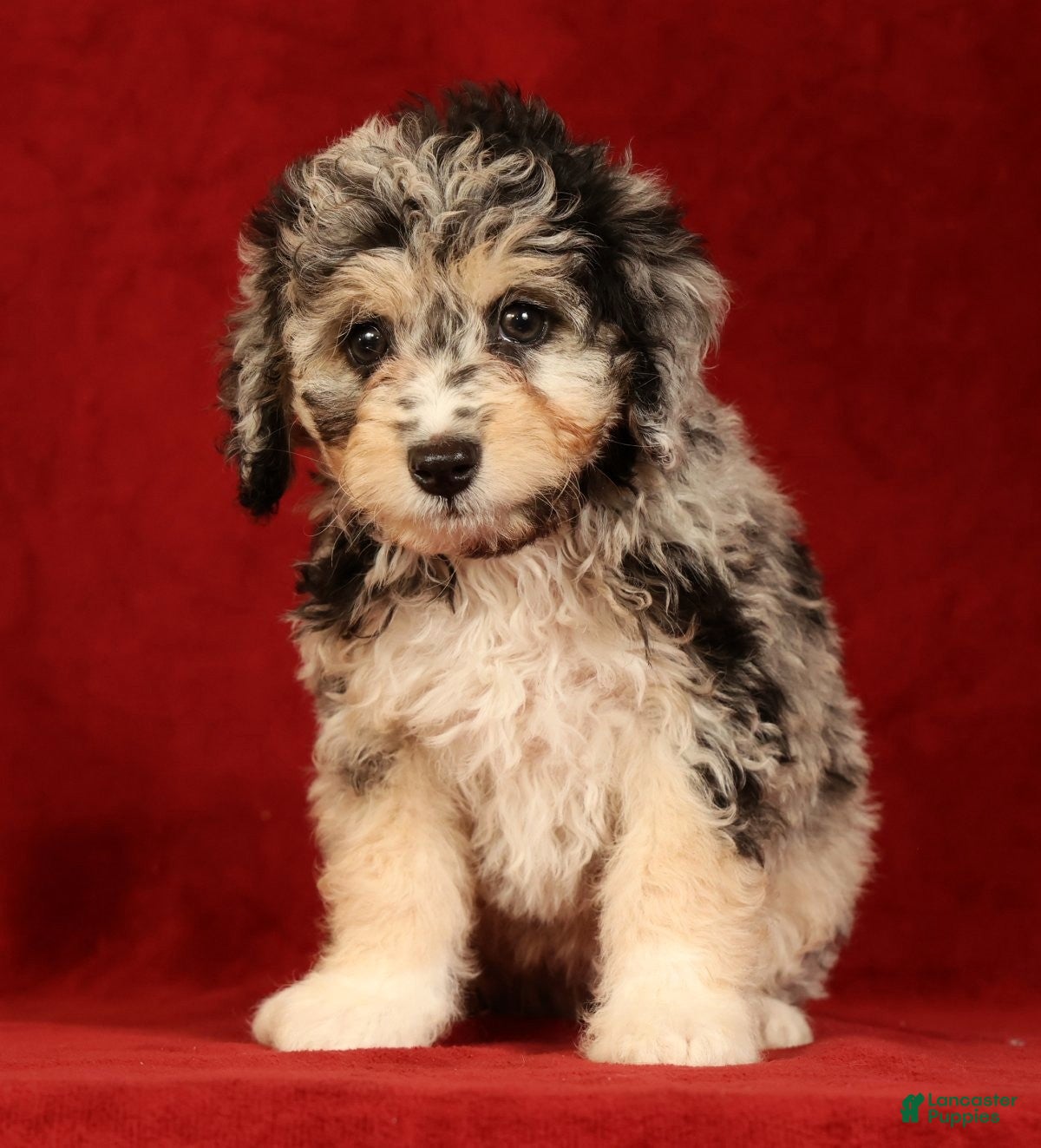 Mini Aussiedoodle dogs Cutie - Ad 1