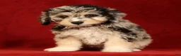 Mini Aussiedoodle dogs for sale: Cutie - Ad 1