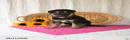 German Shepherd dogs for sale: Trista - Ad 3