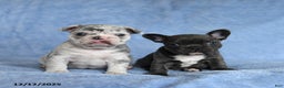 French Bulldog dogs for sale: Amy - Ad 3