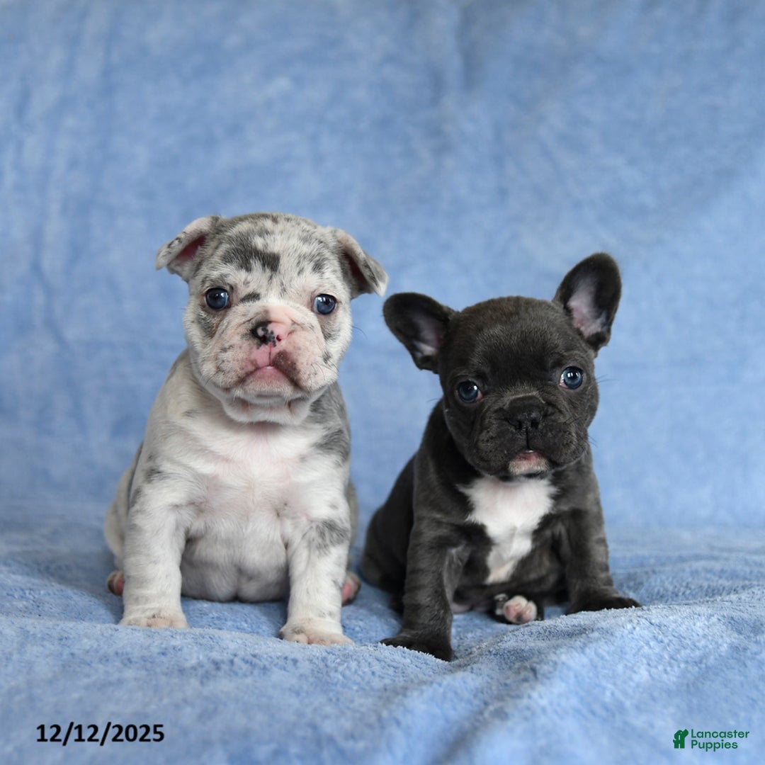 French Bulldog dogs for sale: Amy - Ad 3
