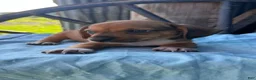 Miniature Dachshund dogs for sale: Polo - Ad 2