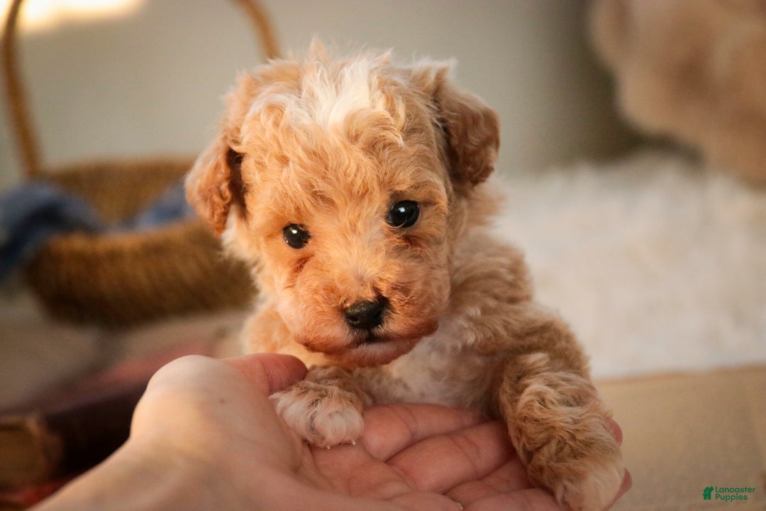 Miniature Poodle dogs for sale: Ramsey - Ad 5