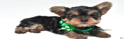 Yorkshire Terrier dogs for sale: Sandy  teacup - Ad 2