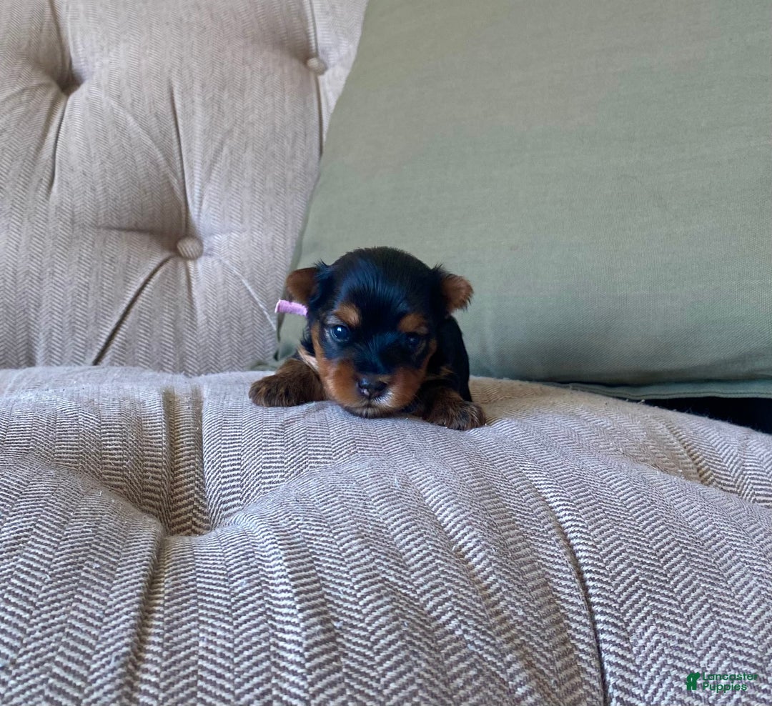 Yorkshire Terrier dogs for sale: Holly - Ad 3