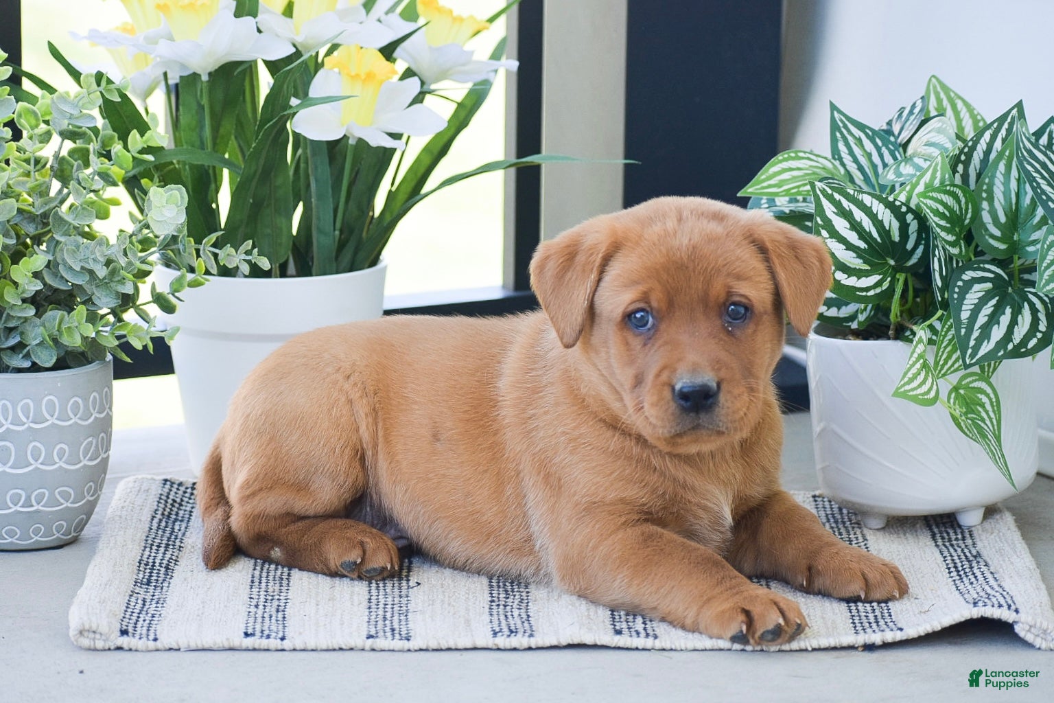 Labrador Retriever dogs Russell - Ad 2