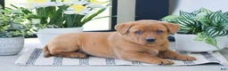 Labrador Retriever dogs for sale: Russell - Ad 2