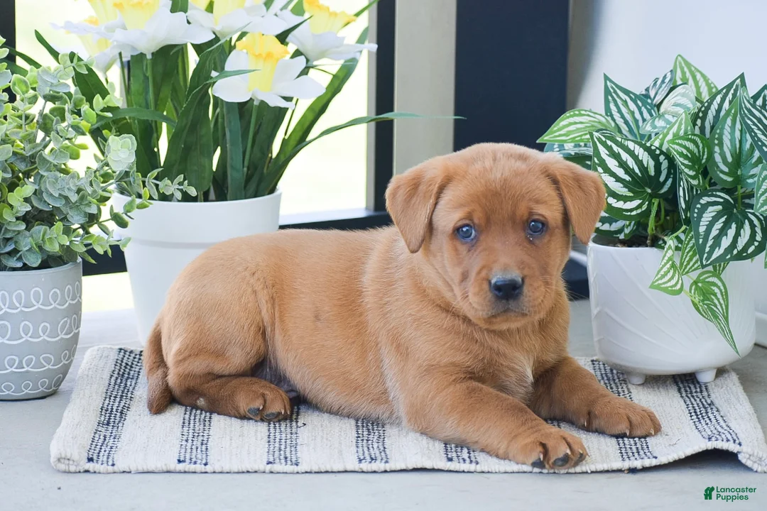Labrador Retriever dogs for sale: Russell - Ad 2