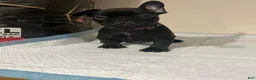 French Bulldog dogs for sale:  6 - Ad 4
