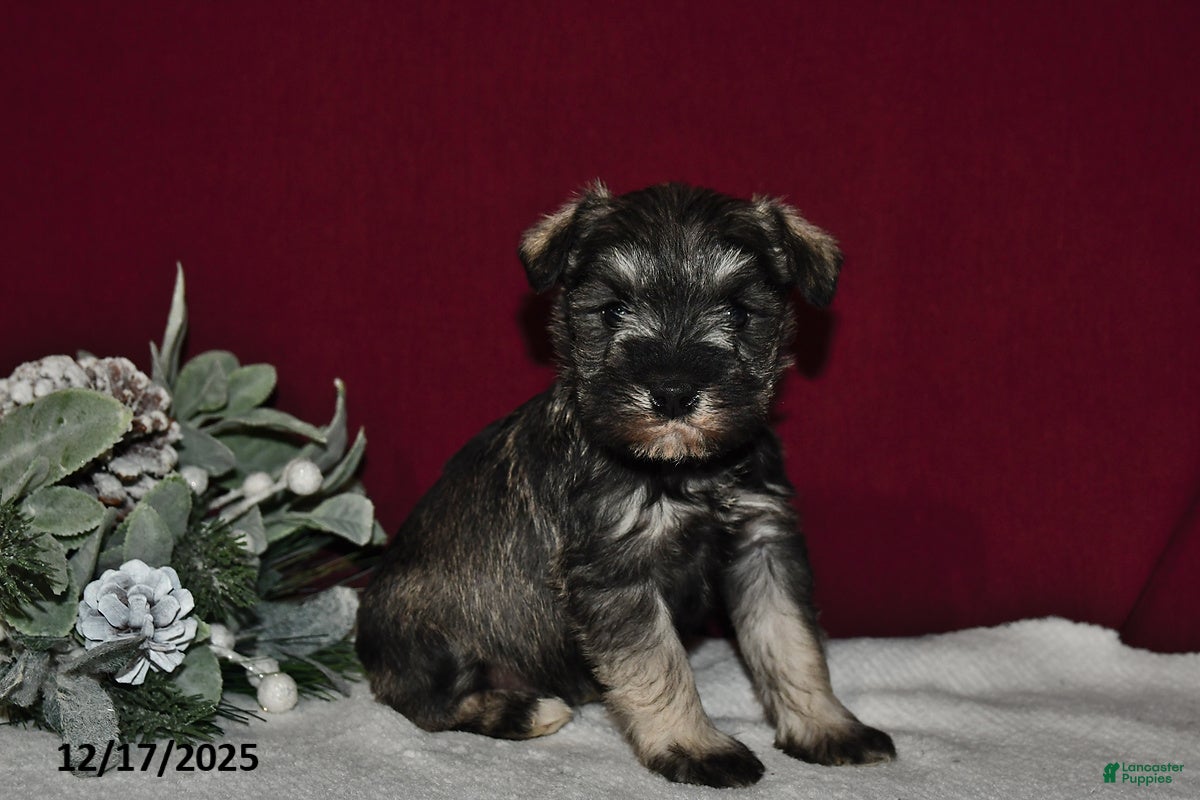 Miniature Schnauzer dogs Roxy - Ad 31