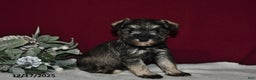 Miniature Schnauzer dogs for sale: Roxy - Ad 1