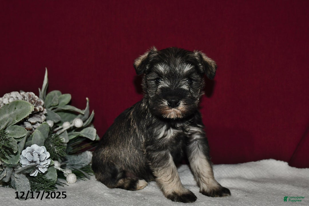 Miniature Schnauzer dogs for sale: Roxy - Ad 1